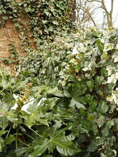 Ivy on the stable block
