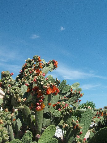 Spain cactus 4