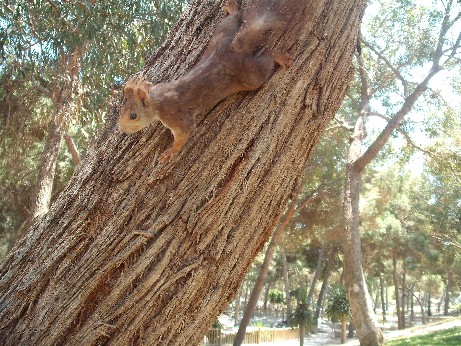 Spain squirrel 2