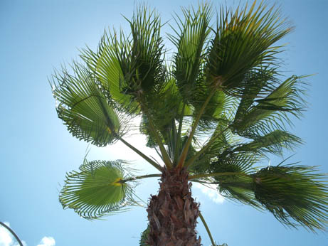 Spain - palm tree
