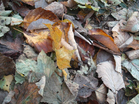 crunchy leaves