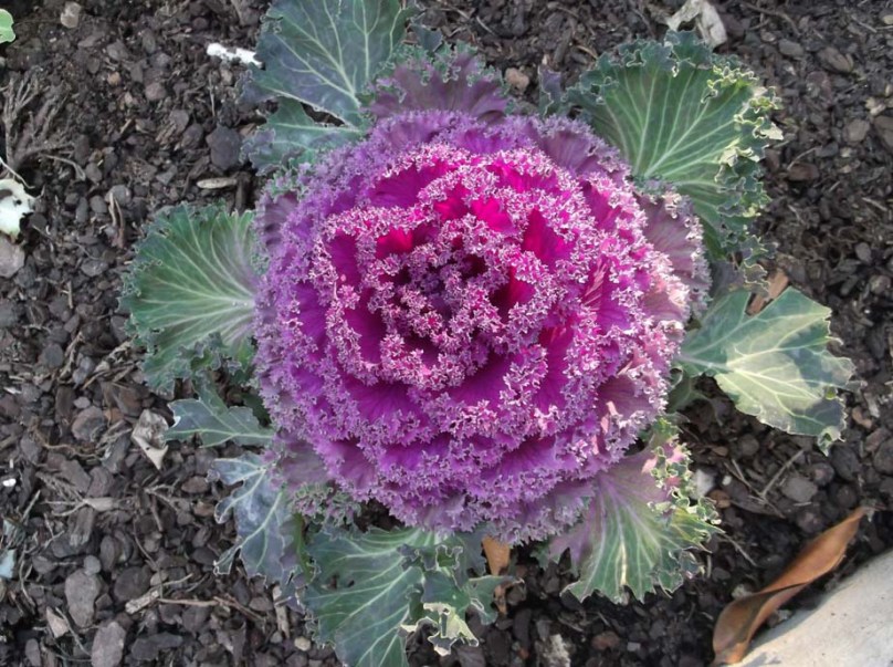 Spain Feb 2012 cabbage 2 Spain Feb 2012 cabbage 2