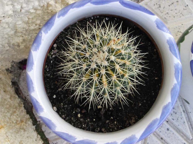 Spain Feb 2012 cactus Spain Feb 2012 cactus