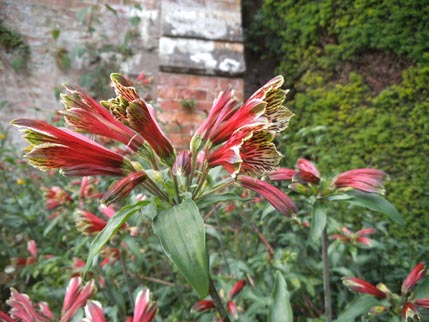 Powis - flower 1