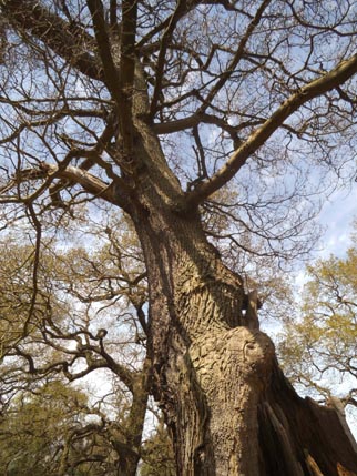 Sherwood dying tree 1