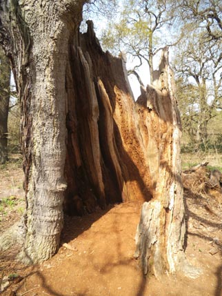 Sherwood dying tree 2