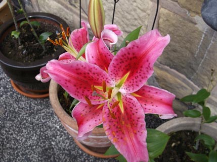 Houseaversary - lily