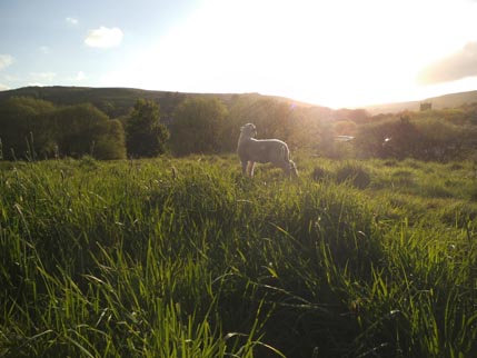 Houseaversary - sheep 1