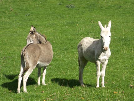 Sept walk 3 -donkeys