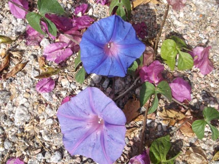 Spain Nov flowers and ice cream 