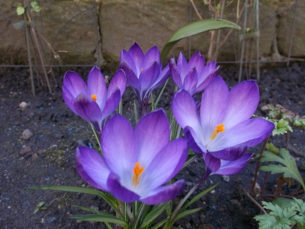 Spring walk March crocus