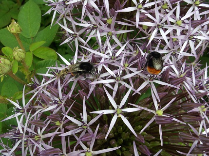 NT Holiday June 2014 -Garden KL 1