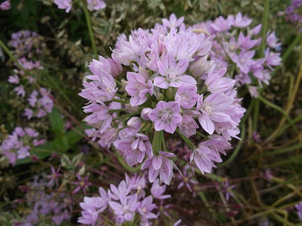 NT Holiday June 2014 -Garden KL 3