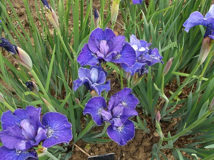 NT Holiday June 2014 - garden KL 5