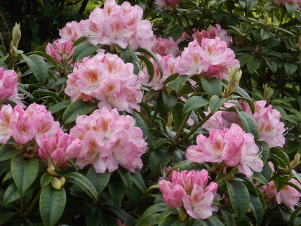 NT Holiday June 2014 - garden KL 7