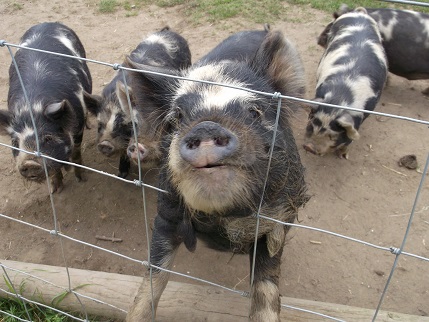 NT Holiday June 2014 - garden KL 8 pigs