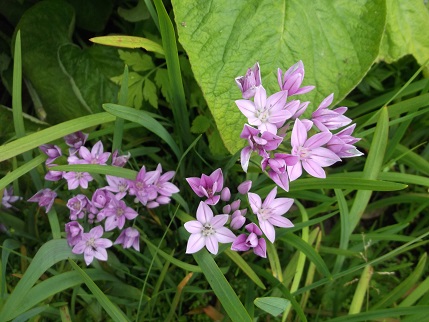 NT Holiday June 2014 - Knightshayes garden 3
