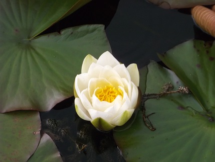 NT Holiday June 2014 - Knightshayes garden 7