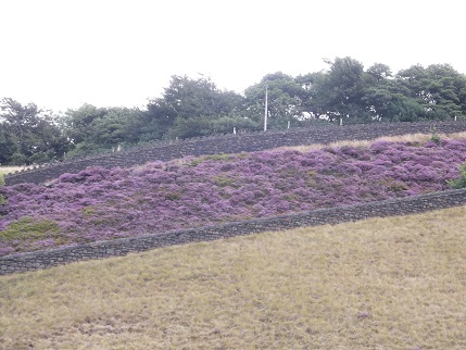 Marsden heather 5
