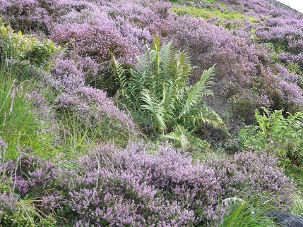 Marsden heather 6