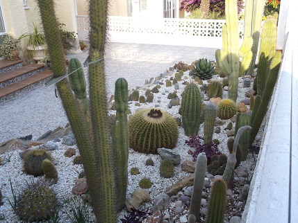 Spain New Year Cactus garden 