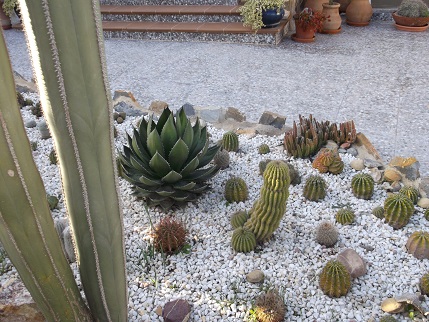 Spain New Year Cactus garden 3