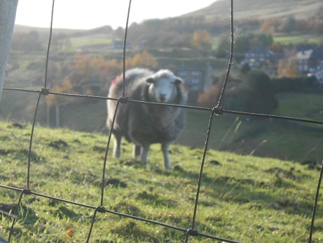 Nov sheep 1
