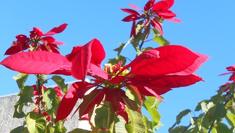spain poinsettia tree 1