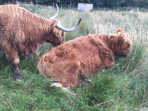 Scotland 1 - Kilchurn 6
