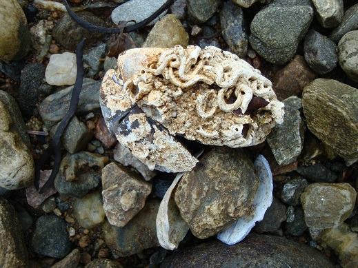 Scotland Lochgoilhead 13