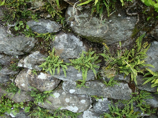 Scotland Lochgoilhead 14