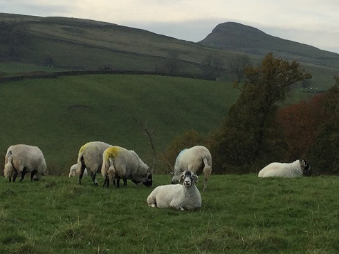 Dales sheep 1