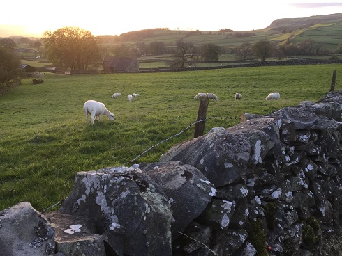 Dales sheep 2